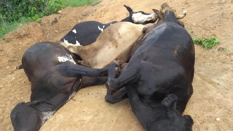 raio cai e mata animais em em propriedade rural da cidade de paulista pb