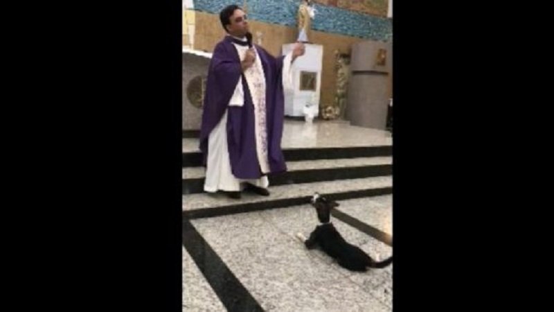 video cachorro se deita aos pes do padre durante pregacao e video viraliza nas redes sociais assista
