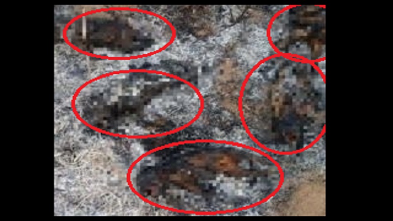 crueldade cinco filhotes de cachorro sao encontrados queimados em catole do rocha