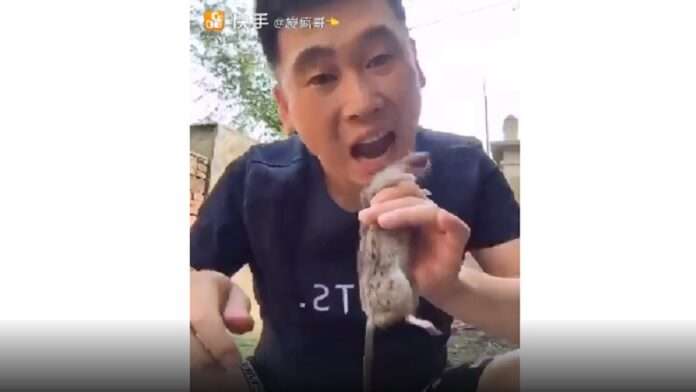 video chines arranca e come cabeca de um rato como se fosse uma refeicao veja